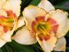 Gorgeous Flowers