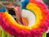 Feather Rainbow