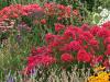 Phlox in the Garden