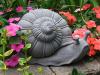 Annual Snail Photo