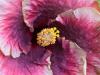 Purple Pinwheel