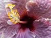 Fading Smoke