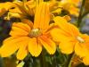 Gloriosa Daisies