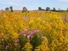 Purple In A Field of Gold