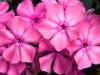 Hardy Pink Phlox