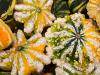 Warty Stars
