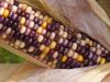 Purple Corn