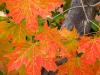 Red Maple Leaves