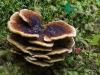 Layered Fungus