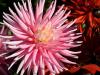 Pink Cactus Dahlia