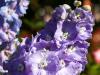 More Lavender Delphiniums