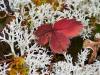 Red Leaf with Reindeer Moss