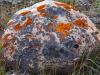 Orange Lichens