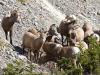 Herd of Mountain Goats