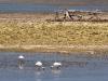 Egrets in the Shallows