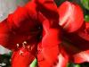 First Amaryllis of the Year