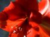 Amaryllis