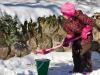 A Pail of Snow