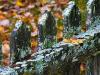 Lichen-Covered Picket Fence