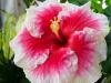 Favourite Hibiscus
