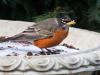 First Robin!