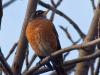 Another Robin