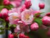 Crabapples in the Rain