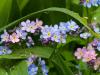 Pink and Blue Forget-Me-Nots