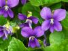 Violets Peeking Out From Under the Leaves