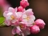 Beautiful Crabapple Blossoms