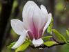 Last Magnolia