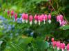 Bleeding Hearts