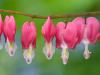 Hearts in a Row