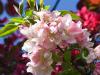 Pink & Red Crabapples