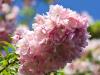 Pink 'Bottle Brush'