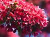 Red 'Bottle Brush'