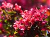 Red Crabapple Blossoms