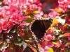 Tiger Swallowtail