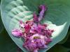 Fallen Petals