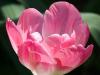 Pink Tulip