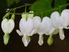 White Hearts