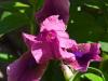Purple Iris