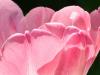 the Last Tulip