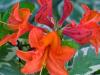 Azalea Opening