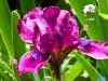 I Love Purple Irises