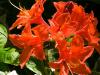 Orange Azalea