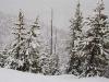 Snow-Covered Trees