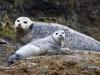 Mom & Baby Harbor Seals