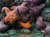 Sea Stars and Sea Urchins