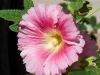 Another Pink Hollyhock
